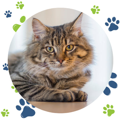 Cat Food & SuppliesA fluffy, gray tabby cat with striking eyes rests on a surface, surrounded by green and blue paw prints, conveying a calm and cozy vibe.