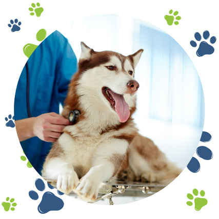 Vaccine ClinicA happy brown-and-white husky with its tongue out is being examined by a vet in blue scrubs using a stethoscope. Paw prints decorate the border.