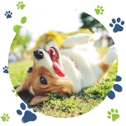 Dog Food & SuppliesA playful corgi lies on its back in a grassy field, tongue out and looking joyful. The scene is framed by colorful paw prints, adding a cheerful touch.