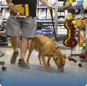 A person in shorts holds a dog on a leash in a pet store aisle. The dog sniffs the floor while the person carries a bag of kibble, surrounded by colorful pet toys.