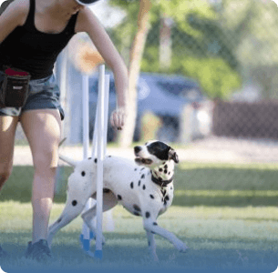 A Dalmatian in an agility course, weaving between poles with a focused handler nearby. Sunlit grass and a blurred background convey energy and concentration.