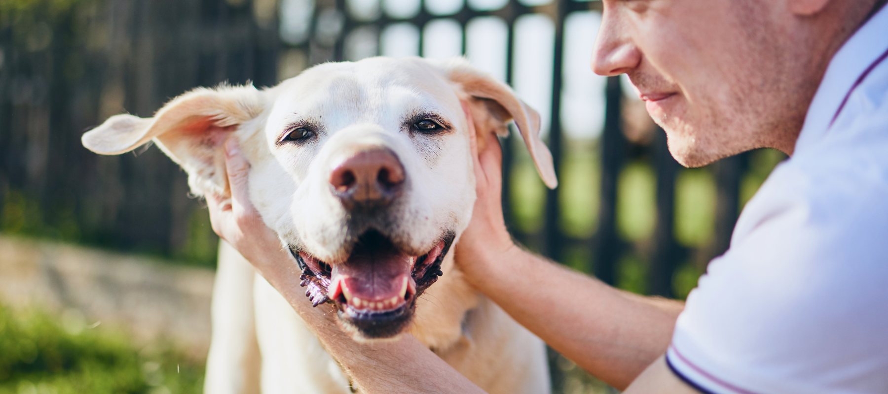 A man gently holds a smiling Labrador's face, conveying affection. They are outdoors with a blurred fence and grass in the background, suggesting a warm day.