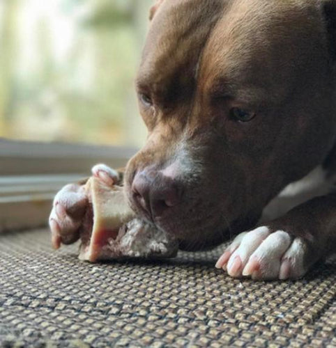 Primal Pet Foods Raw Recreational Beef Marrow Bones (Large - 1 Pk)